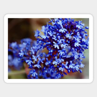 Blue Flowers Photograph Design Magnet